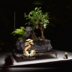 تصویر  ⭐ فیکوس رتوزا در کنار صخره و گیاهان مختلف