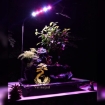 تصویر  ⭐ فیکوس رتوزا در کنار صخره و گیاهان مختلف