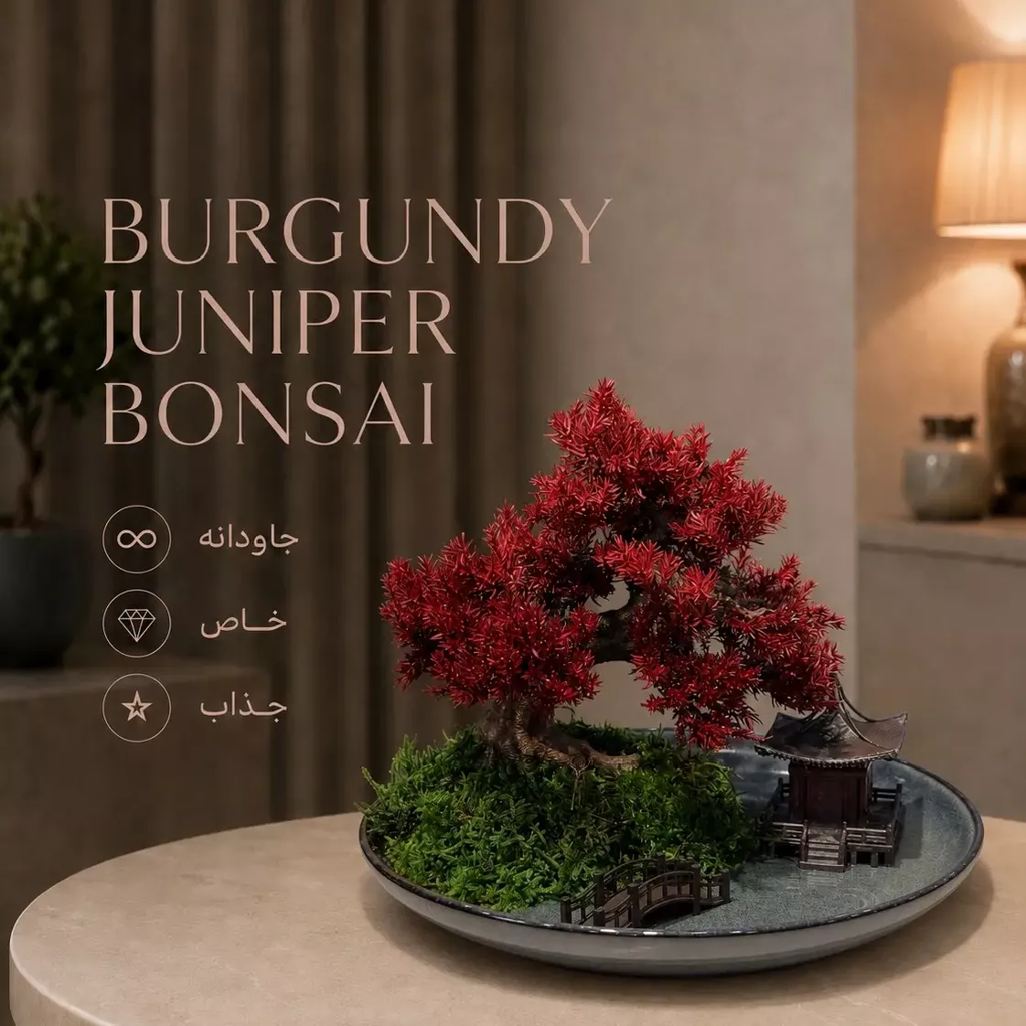 بونسای جاودانه جونیپر بورگاندی