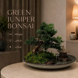 بونسای جاودانه جونیپر سبز
